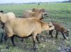 Eladó kameruni juhok, jerke és kos bárányok